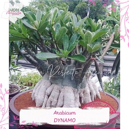 1 SEMENTE ARABICUM DYNAMO