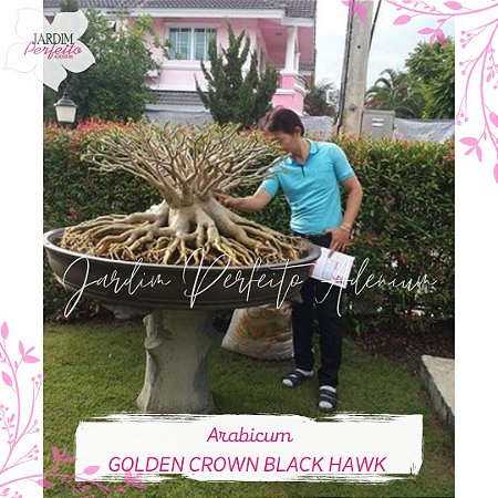 1 SEMENTE ARABICUM GOLDEN CROWN X BLACK HAWK