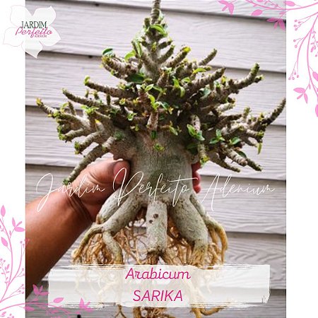 1 SEMENTE ARABICUM SARIKA