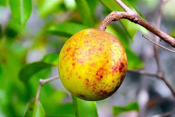 10 Frutas típicas do cerrado - ABRAFRUTAS