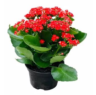Kalanchoe vermelho un/1