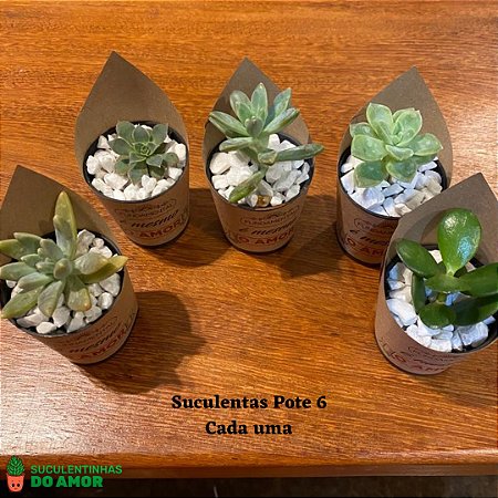 Suculentinha para Lembrancinhas