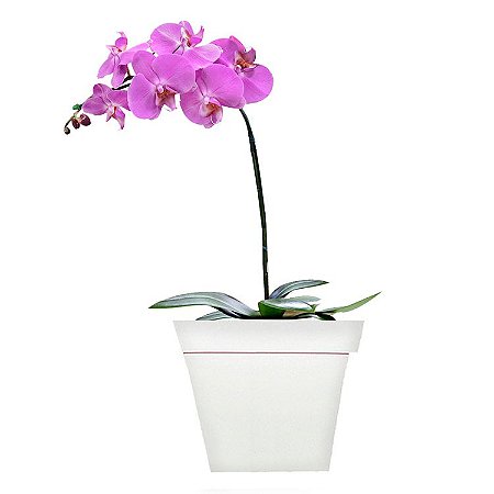 Orquidea Phalaenopsis Pink