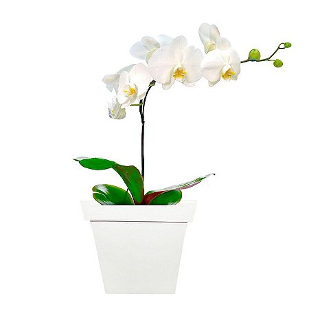 Orquidea Phalaenópsis Branca