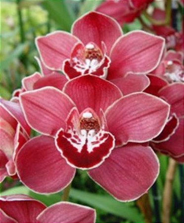 Cymbidium Piper Mint - Muda T3