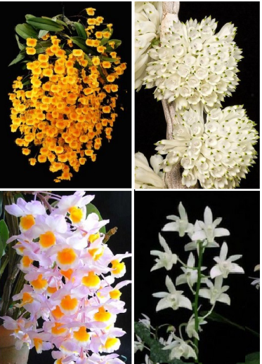 Kit de 4 Orquídeas Dendrobium