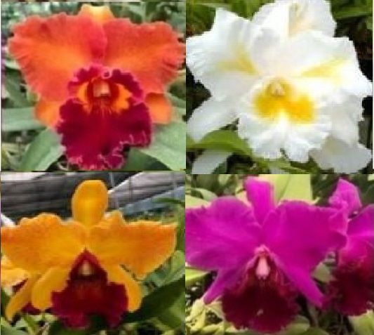 4 Lindas Orquídeas ADULTAS