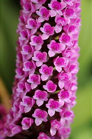 Arpophyllum Giganteum (Micro Orquídea) - Adulta