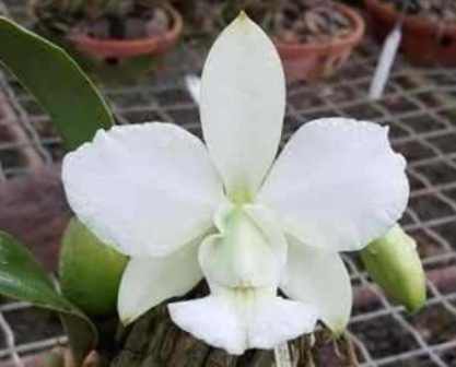 Cat Walkeriana Alba Orchidglade - Muda T3