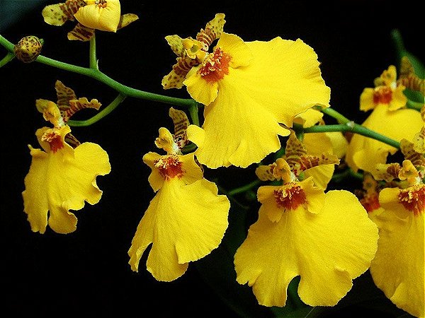 Oncidium Aloha Iwanaga - Adulta