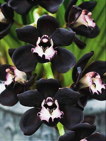 Cymbidium Fdk Kiwi Midnight NEGRA - Muda T3 - Empório das Orquídeas