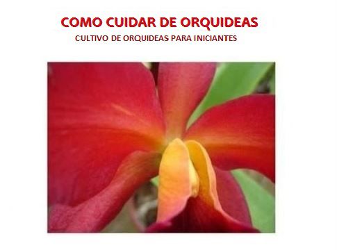 APOSTILA DIGITAL: Como Cuidar de Orquídeas - **FRETE GRÁTIS**