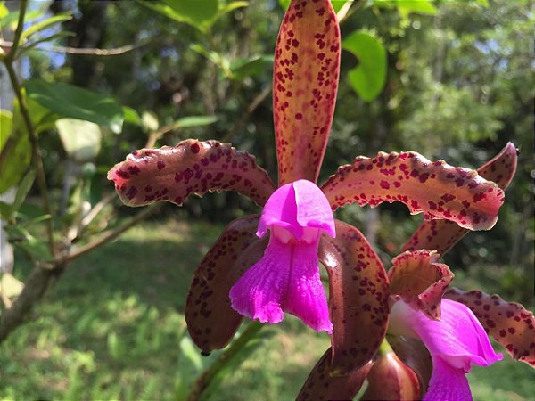 Cattleya Leopoldii (espécie) - Muda T2