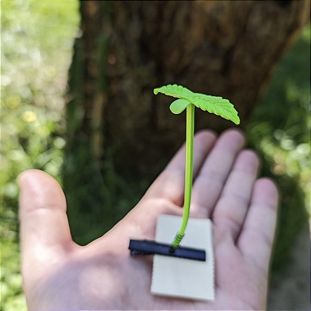 1x Presilha planta plantinha plantula