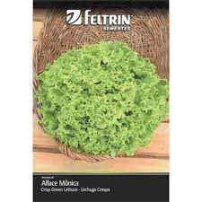 Semente Alface Crespa Monica 1,2g