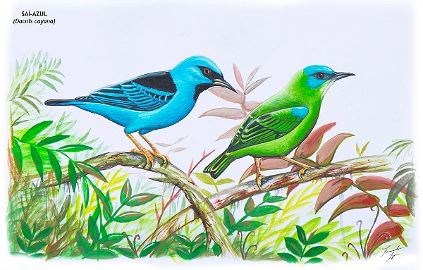 Fine Art Ornitologia e Arte - Saí-azul (Dacnis cayana)