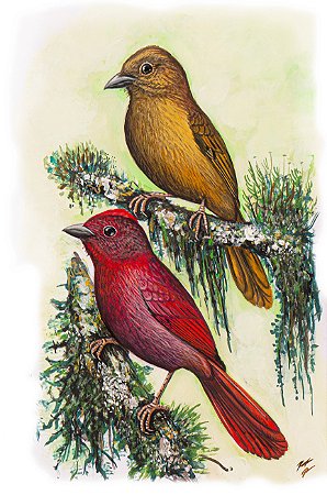 Fine Art Ornitologia e Arte - Tiê-de-bando (Habia rubica)