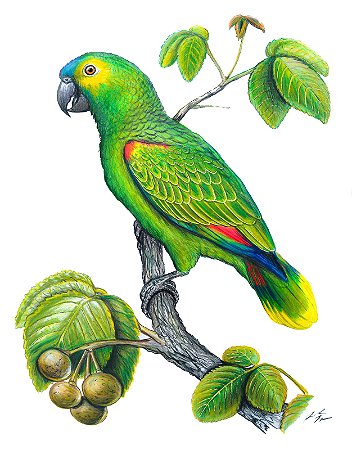 Fine Art Ornitologia e Arte - Papagaio-verdadeiro (Amazona aestiva)