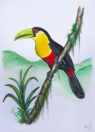 Fine Art Ornitologia e Arte - Tucano-do-bico-verde (Ramphastos dicolorus)