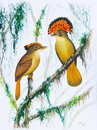 Fine Art Ornitologia e Arte - Maria-leque-do-sudeste (Onychorhynchus swainsoni)