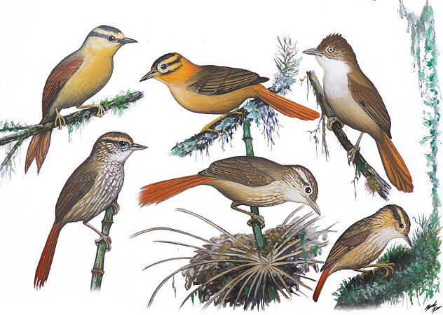 Fine Art Ornitologia e Arte - Furnarídeos