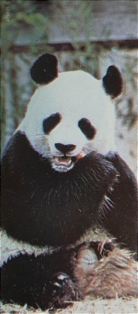 Card Chocolate Surpresa - Álbum Animais de todo o Mundo 1983 - Panda - Usado