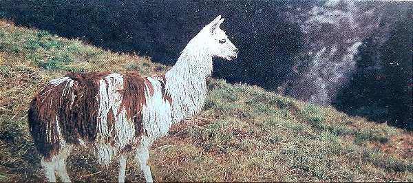 Card Chocolate Surpresa - Álbum Animais de todo o Mundo 1983 - Lhama - Usado