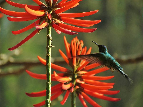 Sementes de Mulungu - Erythrina speciosa (5 unidades) - Flor atrativa para Beija-flores e outros.
