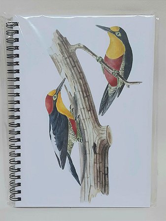 Caderno Pautado Beneditos-de-testa-amarela