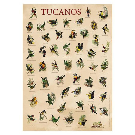 Pôster Vintage Tucanos - Ramphastídeos (Tucanos e Araçaris)