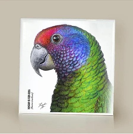 Azulejo Decorado Ornitologia e Arte - Papagaio-de-cara-roxa (Amazona brasiliensis)