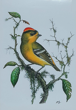 Fine Art Ornitologia e Arte - Tietê-de-coroa