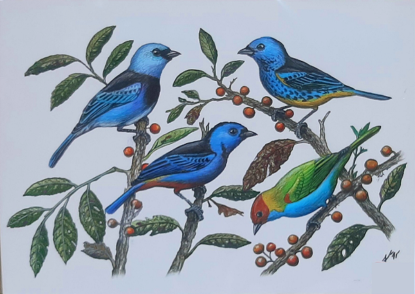 Fine Art Ornitologia e Arte - Saíras da Amazônia