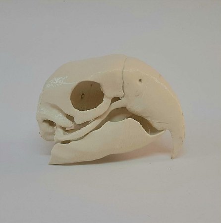 Crânio Araracanga (Ara macao) Impressão 3D
