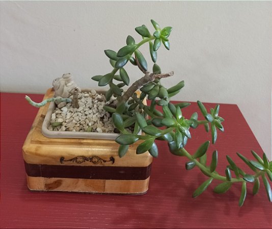 Cachepô ou Cachepot em madeira (23)