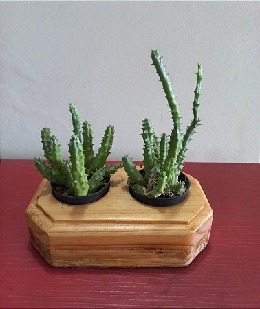 Cachepô ou Cachepot em madeira (33)