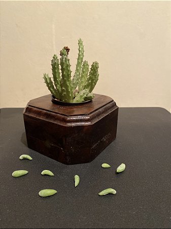 Cachepô ou Cachepot em madeira (17)