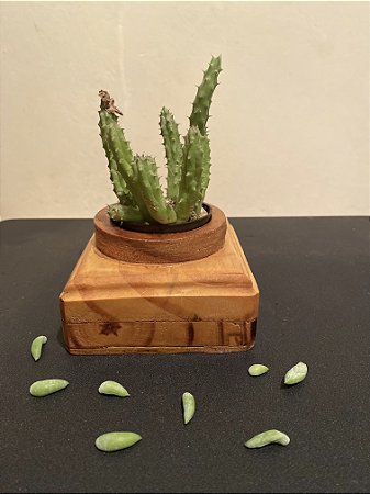 Cachepô ou Cachepot em madeira (11)