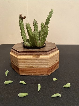 Cachepô ou Cachepot em madeira (15)