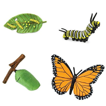 Ciclo de Vida da Borboleta