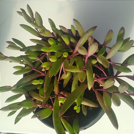 Suculenta Pendente Colar de rubi ,Tamanho pote 11