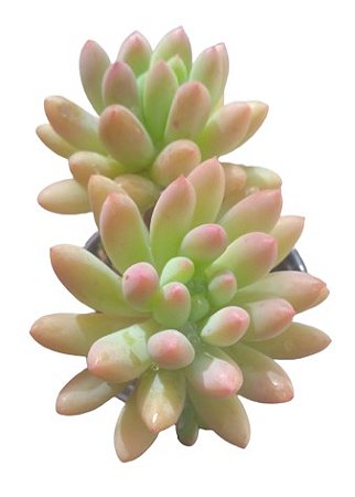 Promoção Sedum pompom