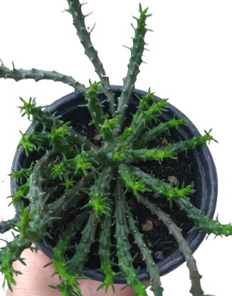Cabeça de medusa