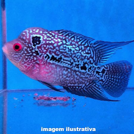 Flowerhorn Méd. - 5 a 12 cm (Cichlasoma sp.)