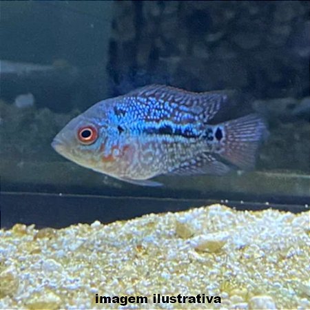 Flowerhorn Méd. - 5 a 12 cm (Cichlasoma sp.)