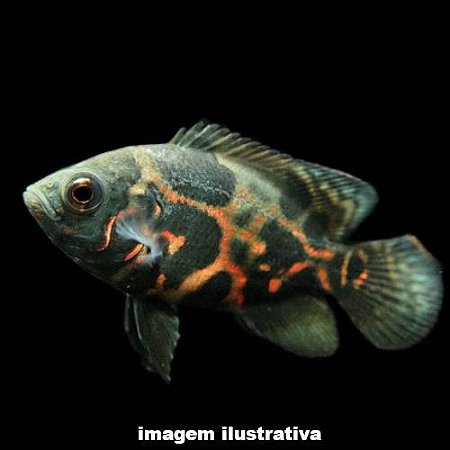 Oscar Red Tiger Peq. - 3 a 6 cm (Astronotus ocelatus)