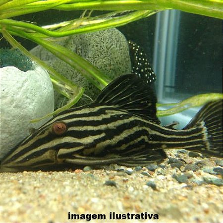 Cascudo Panaque L27 - 5 a 10 cm (Panaque armbrusteri)