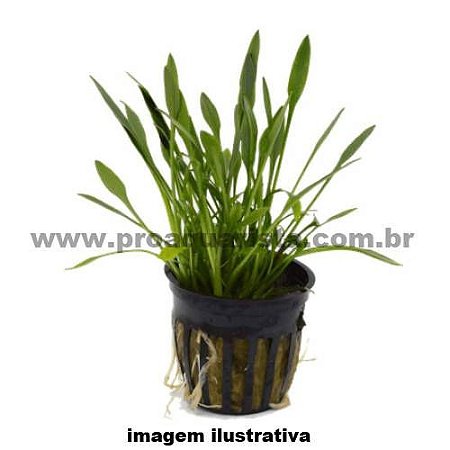 Cryptocoryne parva