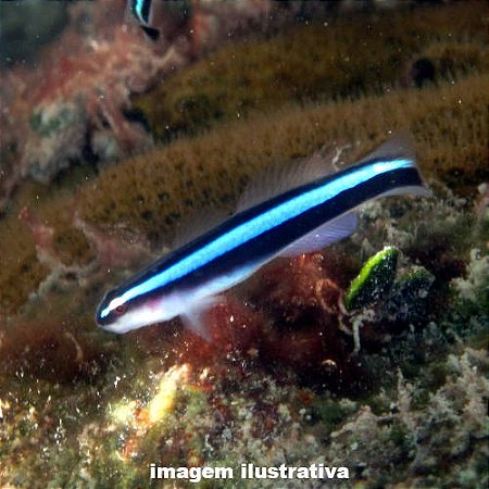 Neon Goby Azul (Elacatinus oceanops)