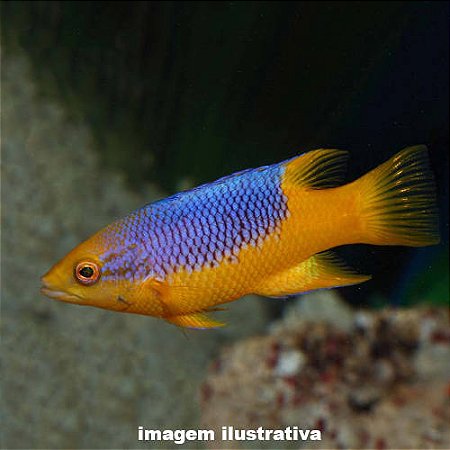 Bodianus Peq. - 5 a 12 cm (Bodianus rufus)